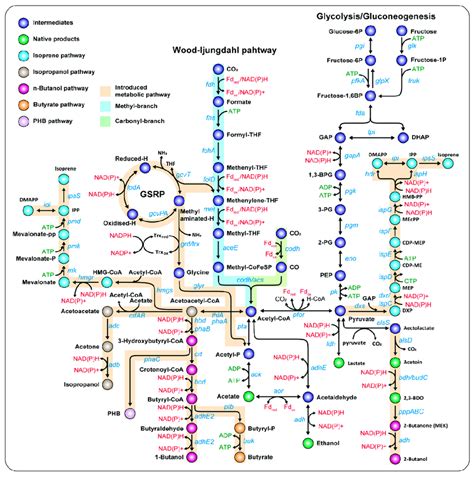 Metabolic Pathways For Engineering Acetogens Download Scientific Diagram