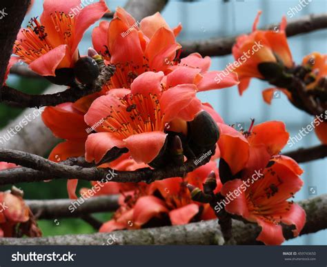 3,096 Bombax Ceiba Flower Images, Stock Photos & Vectors | Shutterstock