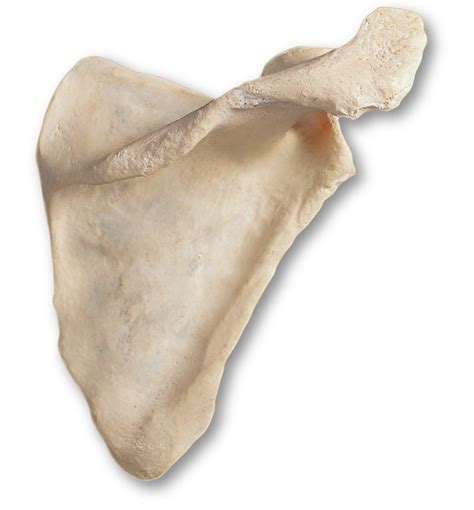 antebrachium diagram diagram quizlet