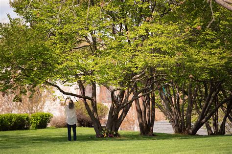 Watch an Ordinary Tree Transform Into a Vivid Tribute - Lakewood Cemetery