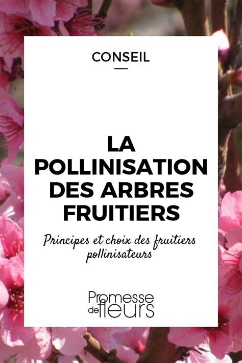 La Pollinisation Des Arbres Fruitiers Pommiers Poiriers Cerisiers