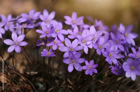 Przylaszczka Pospolita Hepatica Nobilis Stock Photo Adobe Stock