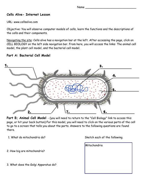 Cells Alive Bacterial Cell Worksheet Answer Key Printable Word Searches