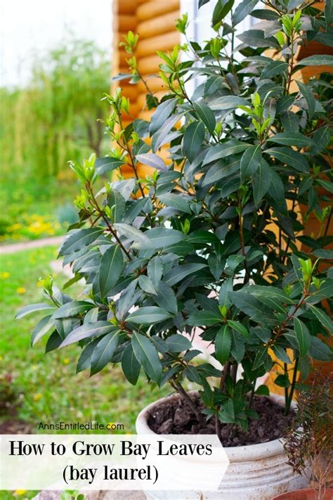 A Pot Of Bay Leaves Growing On An Outdoor Patio Bay Leaf Plant Bay