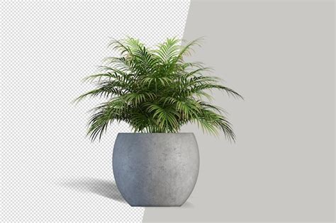 Planta Isolada Em Vaso Psd Premium