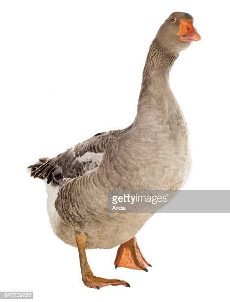 Toulouse Goose Photos And Premium High Res Pictures Getty Images