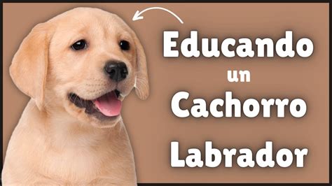 C Mo Educar A Un Labrador Retriever Cachorro De Meses Youtube