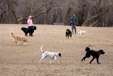 Best Dog Parks In Westchester Totally Westchester Blog