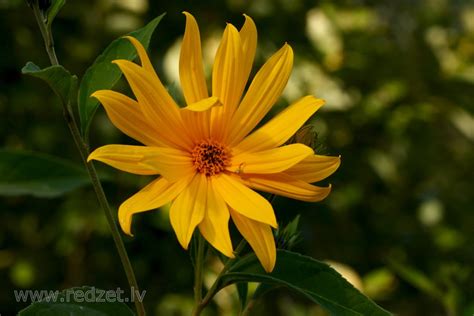 Jerusalem artichoke Flowers - Jerusalem artichoke (Helianthus tuberosus ...