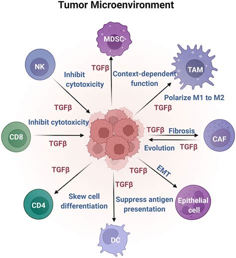 Frontiers The Love Hate Relationship Between Tgf β Signaling And The