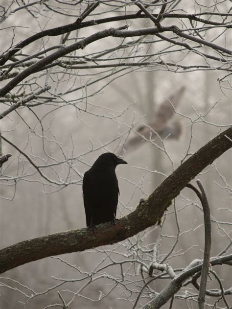 Flock of Crows Symbolism: What Does it Mean? | Sarah Scoop