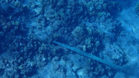 Pics from Molokini snorkeling trip | Reef2Reef