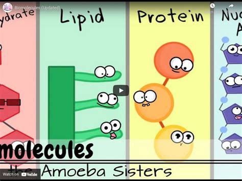 Amoeba Sisters Biomolecules Instructional Video For 9th 10th Grade Lesson Planet