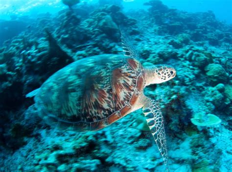 Park Hyatt Maldives Diving and Snorkeling: What to See