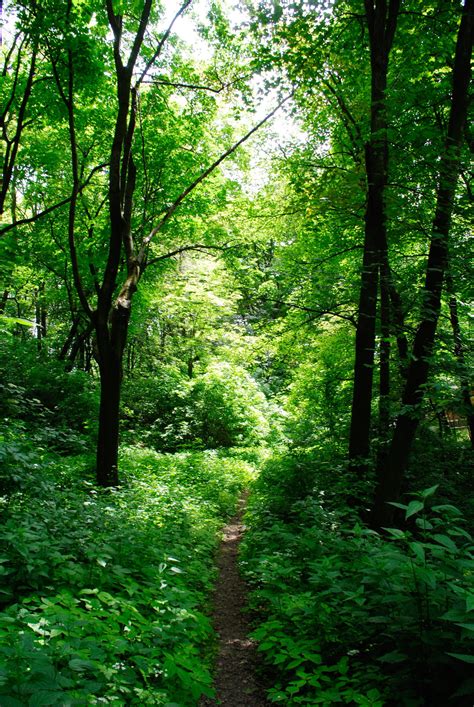 Free Images Landscape Tree Nature Wilderness Branch Trail