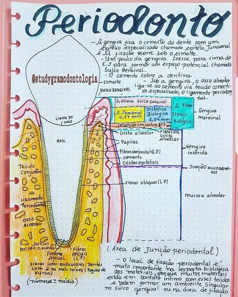 657 Me Gusta 9 Comentarios Studygram De Odontologia