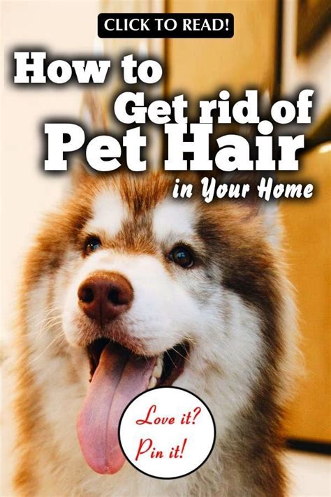 How To Get Rid Of Pet Hair In Your Home 13 Proven Tips In 2020