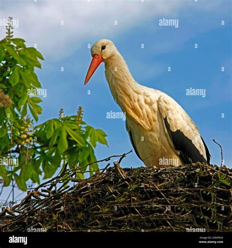 Stork Stork Nest Luisenpark Mannheim Baden Wuerttemberg Germany