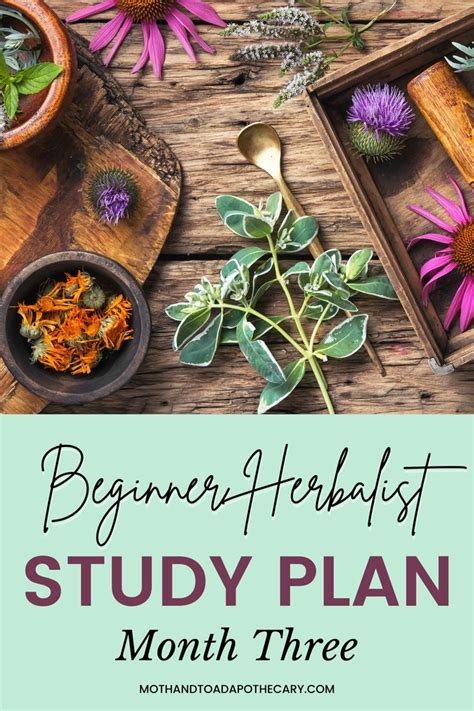 FREE Beginner Herbalist Course - Month Three Study Plan in 2023 ...