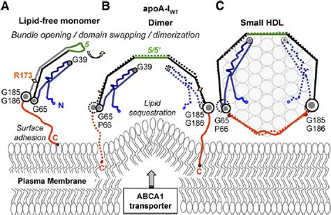 Proposed Structural Changes In The Apoa I Wt Protein And Lipid During