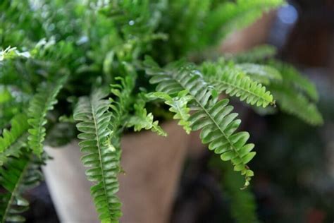 When Why And How To Prune Boston Ferns Petal Republic