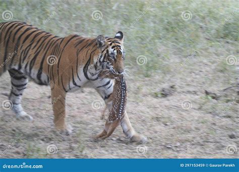 Tiger in Ranthambhore with a Baby Chital Kill Stock Image - Image of hunt, camouflage: 297153459