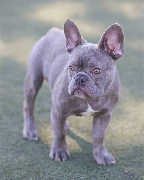 lilac french bulldog facts genetics health pictures
