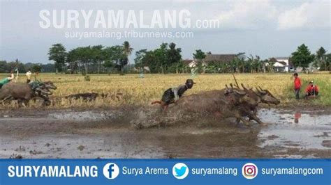 Serunya Karapan Kerbau Di Persawahan Desa Sumberejo Lumajang