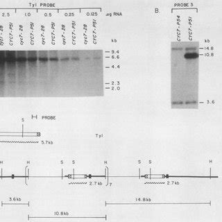 A Autoradiogram Of A Northern Blot Showing Detection Limits For Tyl