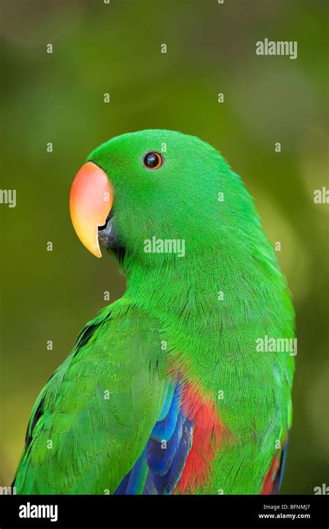 Eclectus Parrot Eclectus Roratus Papua Indonesia Stock Photo Alamy