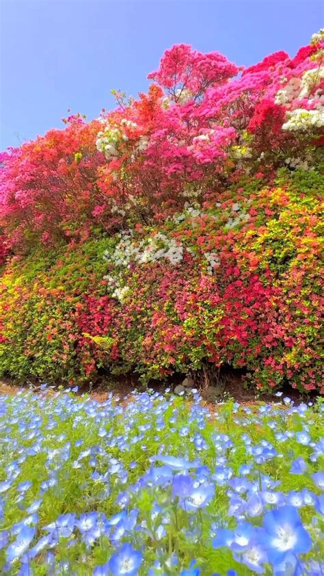 Matsumoto Azalea Park In Nagasaki Prefecture 동영상 풍경 사진