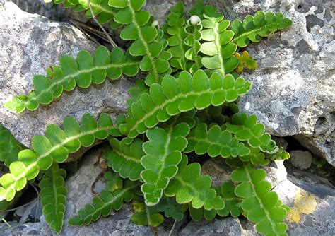 Steinspalter Erboristeria Lettig Natur