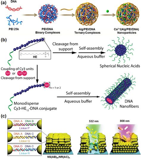 A Schematic Illustration Of The Preparation Of Biomimetic Dna Polymer