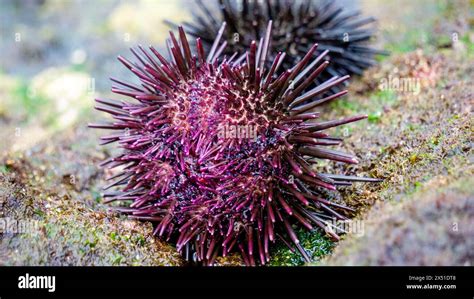 Sea Urchin Landak Laut Bulu Babi About 950 Species Of Sea Urchin