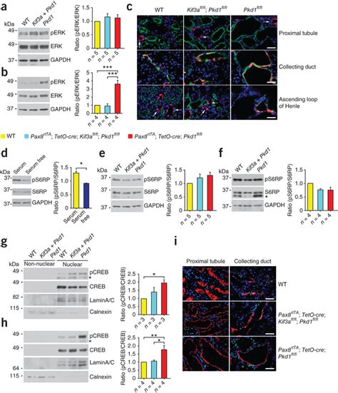 In Vivo MAPK ERK MTOR And CAMP Signaling As A Function Of Cilia