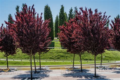 Ciruelo Rojo Todo Sobre El árbol Urbano Más Bonito