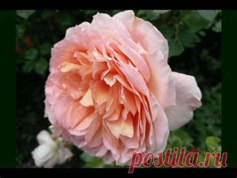 Роза английская Дэвида Остина 'Абрахам Дерби' (English Rose Austin ...