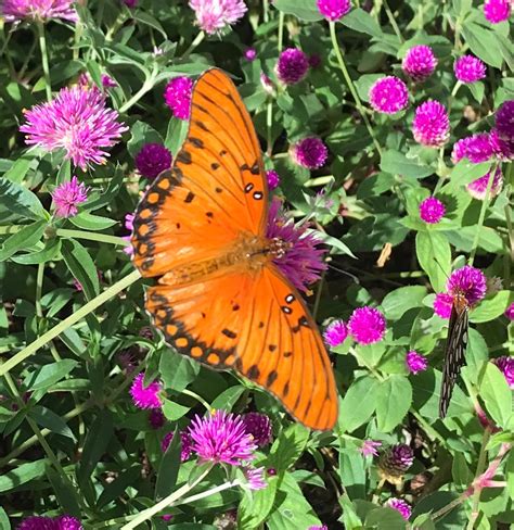 Phoenix Arizona Desert Botanical Gardens: Butterflies