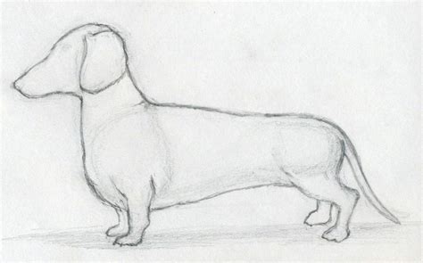 Sausage Dog Drawing at PaintingValley.com | Explore collection of
