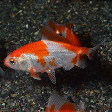 更紗三尾和金 1匹 （金魚・めだか） 金魚・メダカ一般金魚 熱帯魚・海水魚 通販ショップ・アクアライズ