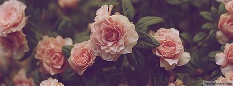 Roses Facebook Covers For Timeline - TrendyCovers.com