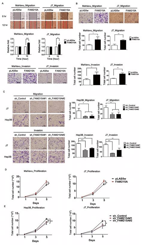 Fam215a Promotes Cell Metastasis And Proliferation In Hcc Migration Download Scientific