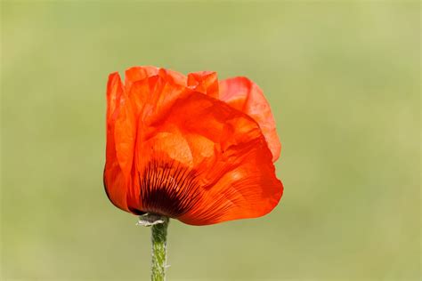 Corn Poppy Gemeine Mohnblume Mohn Kostenloses Foto Auf Pixabay