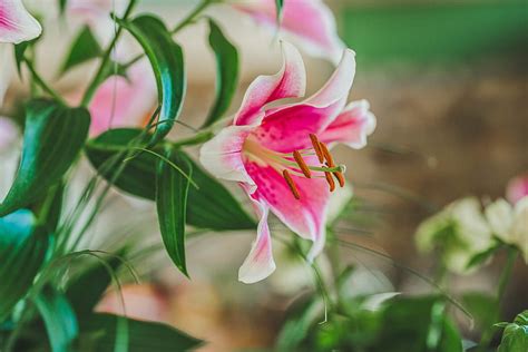 Flowers Petals Close Up Lily Stamens Pollen Hd Wallpaper Pxfuel