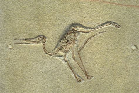 10 Interesting Facts About Pterodactyls