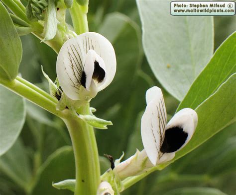 Vicia faba (Broad Bean) : MaltaWildPlants.com - the online Flora of the ...