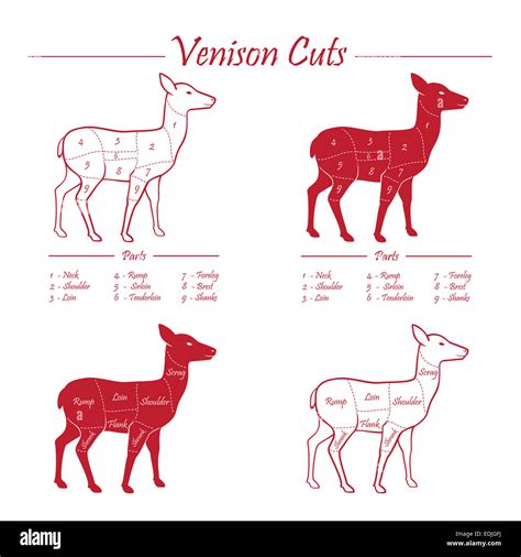 Venison Meat Cut Diagram Scheme Elements Set On Chalkboard Stock