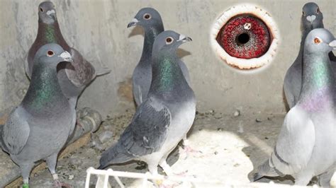 Racer Pigeon In Pakistan Youtube