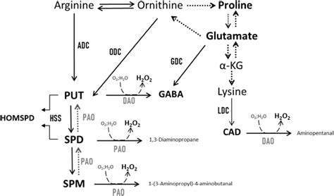 Polyamines Pas Biosynthetic And Catabolic Pathways And Interaction