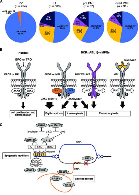 A Distribution Of Driver Gene Mutations For Bcr Abl1 Negative Mpns